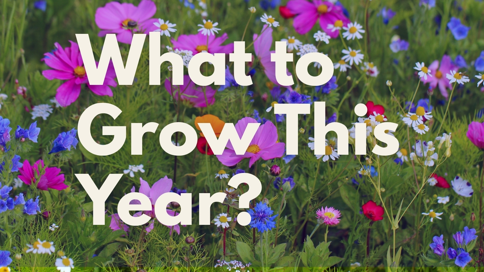 What to Grow: Spring Garden Ideas for All Types of Gardeners program image